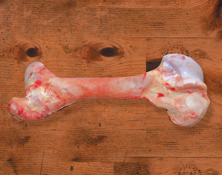 Bone Marrow Regular