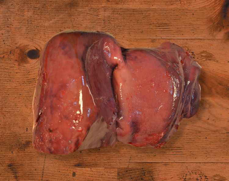 Pork Liver